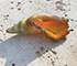 Tutorial:Blown Sea Shell with Murano Glass