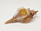 Tutorial: How to Make Conch Shell Sculptures